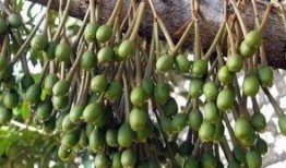 邹平榴莲价格最新爆料,揭秘市场动态与消费者关注焦点