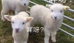 小羊返场爆料视频大全最新,精彩瞬间回顾与独家揭秘