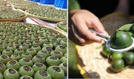 小青柑价格最新爆料,最新爆料揭示市场动态