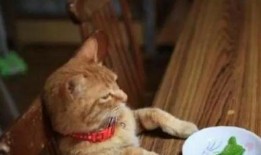 最新博主爆料胖猫咪,萌态可掬的胖猫咪走红网络